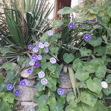 D'hotes Mas De La Chadenede En Sud Ardeche 3* Lagorce (Ardeche)